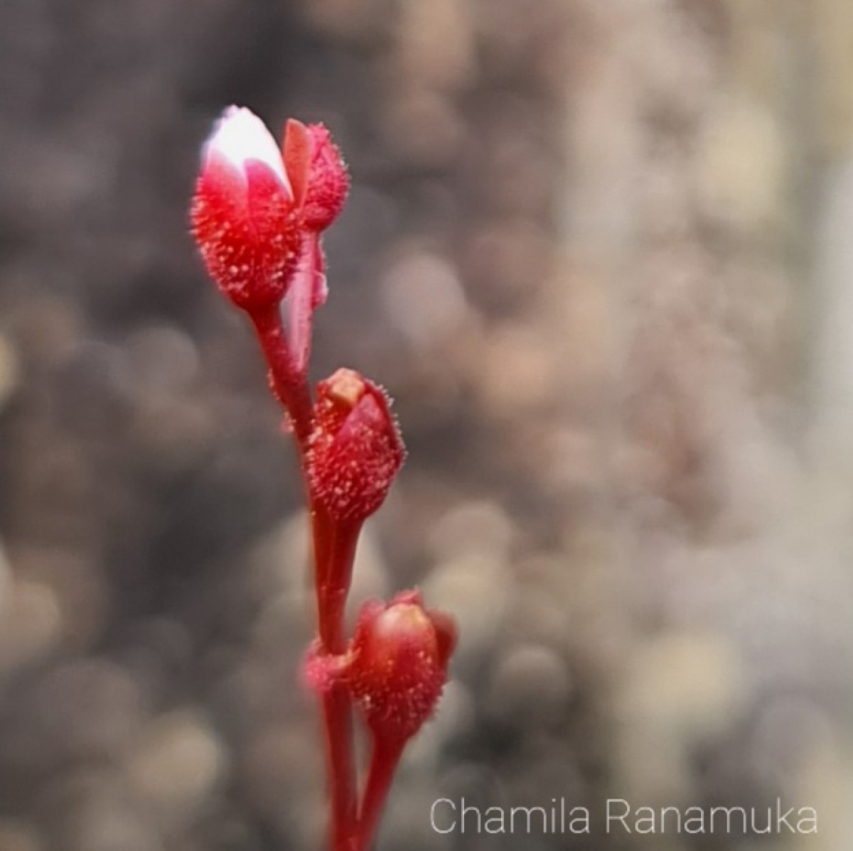 Drosera burmanni Vahl